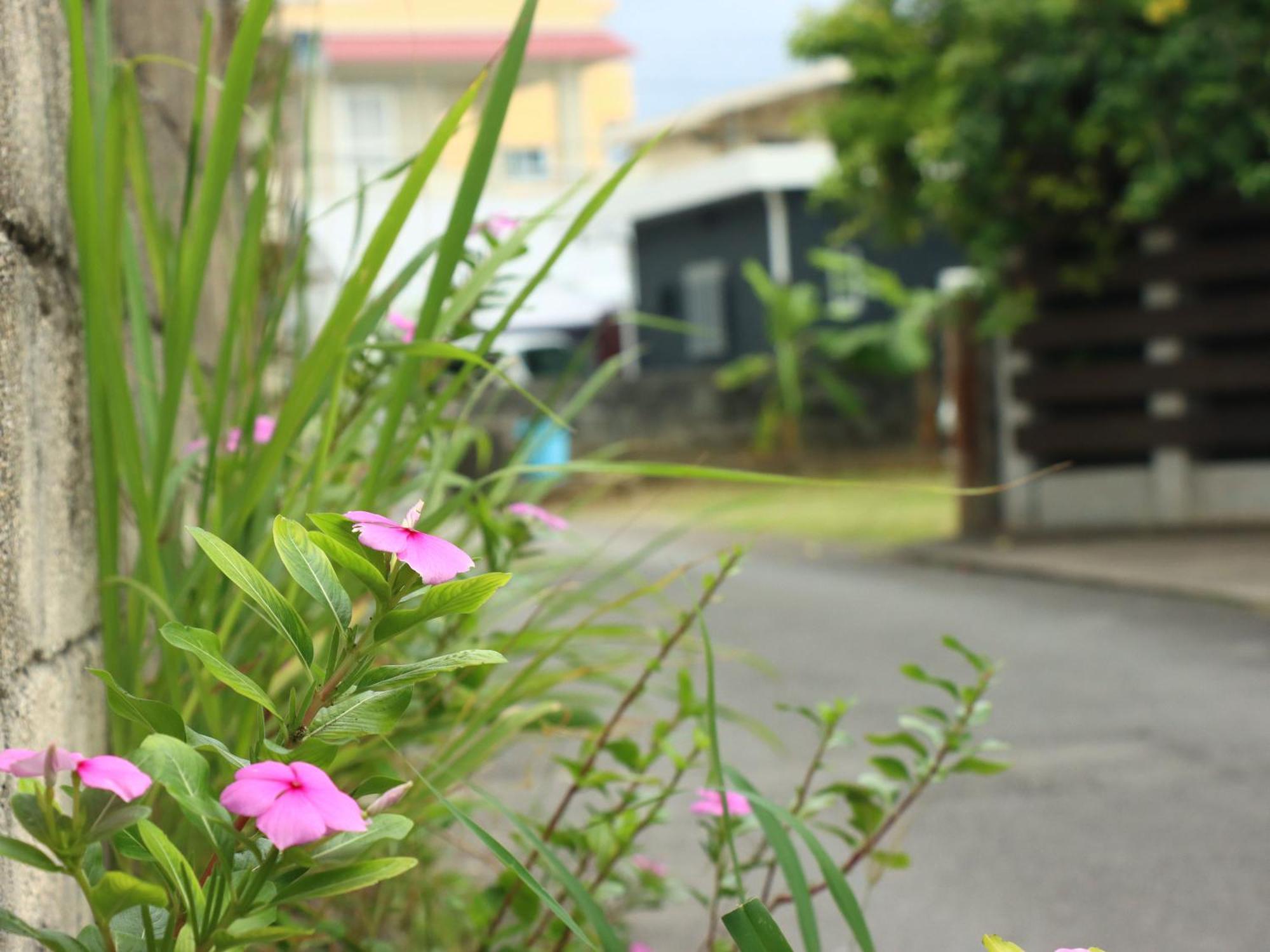 Guesthouse Asibina Ishigaki  Extérieur photo